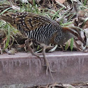 Buff-banded Rail