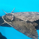 Catalpa sphinx moth