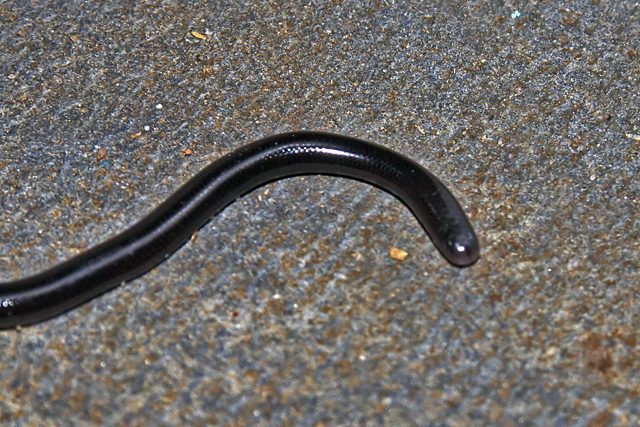 Brahminy Worm Snake
