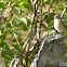 Redstart female