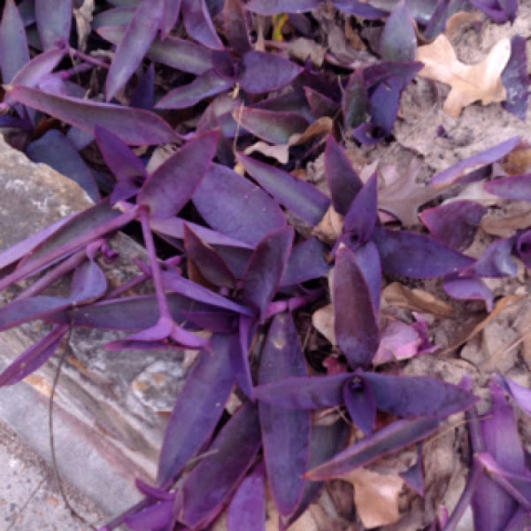 Purple Heart, Purple Queen, Wandering Jew  Project Noah