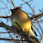 Cedar Waxwing