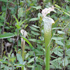 White-Topped Pitcher Plant