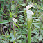 White-Topped Pitcher Plant