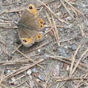 Large wall brown
