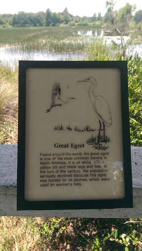 Great Egret Lake