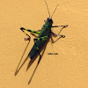 Grasshopper (Gafanhoto-Soldado)