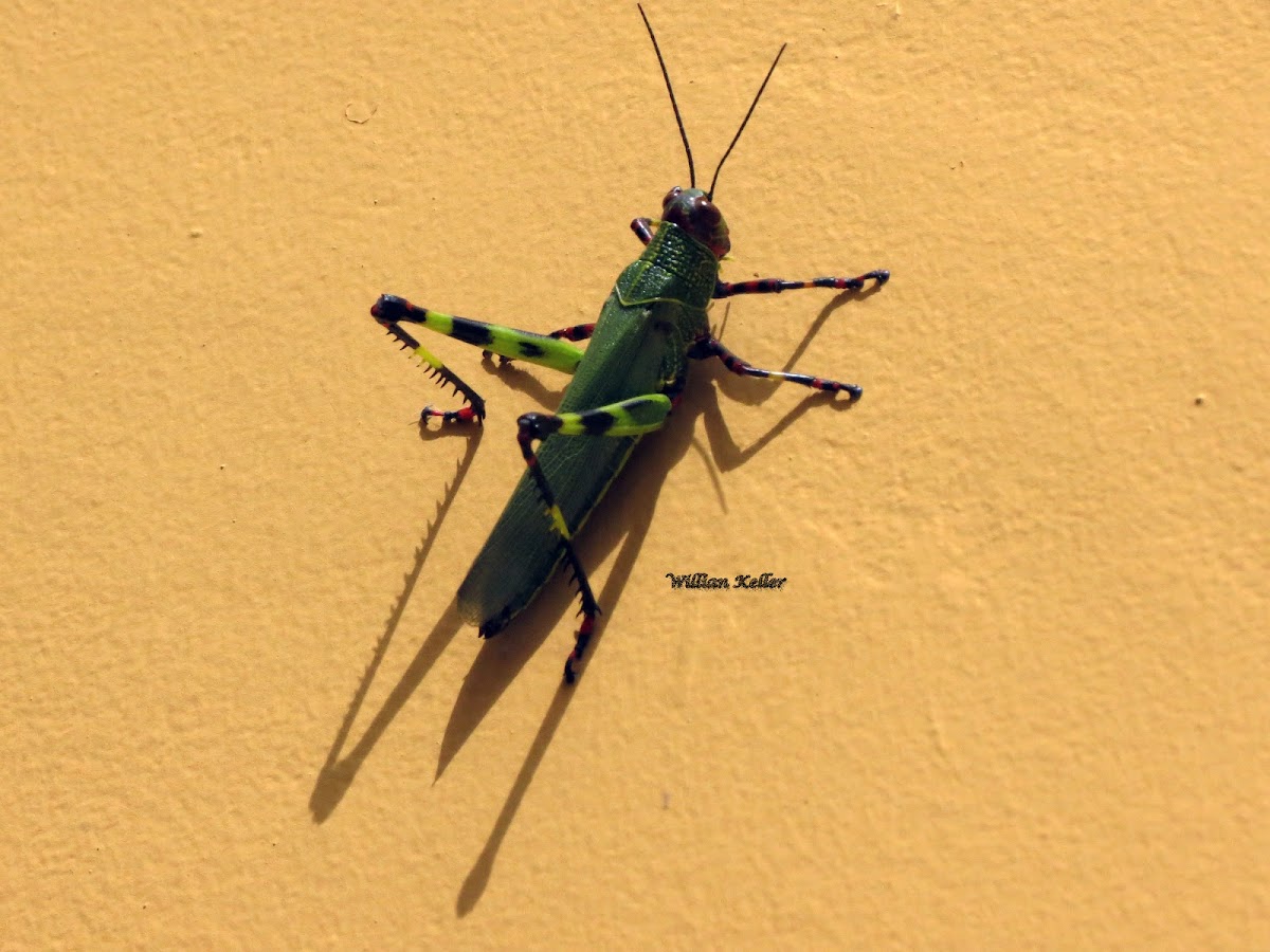 Grasshopper (Gafanhoto-Soldado)