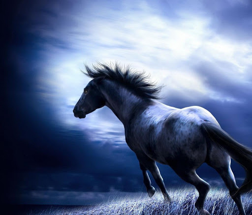 Horse Wallpapers