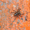 Common Housefly Catcher spider