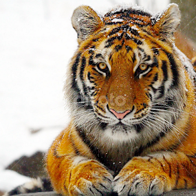 by John Larson - Animals Lions, Tigers & Big Cats