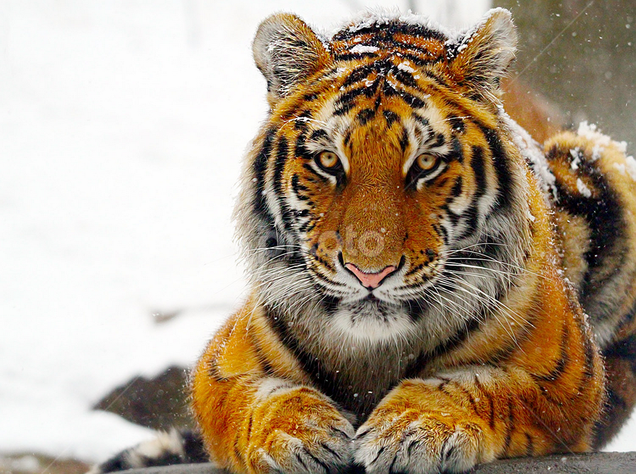 by John Larson - Animals Lions, Tigers & Big Cats