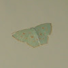 geometrid moth