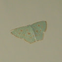 geometrid moth