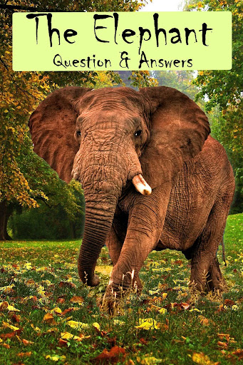 Elephant Facts Q A for Kids