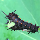 Pipevine Swallowtail