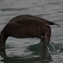 Red-crested Pochard