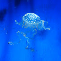 Autralian spotted jellyfish
