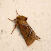 Orange Swift or Wood Swift Moth