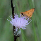 Fiery Skipper Butterfly