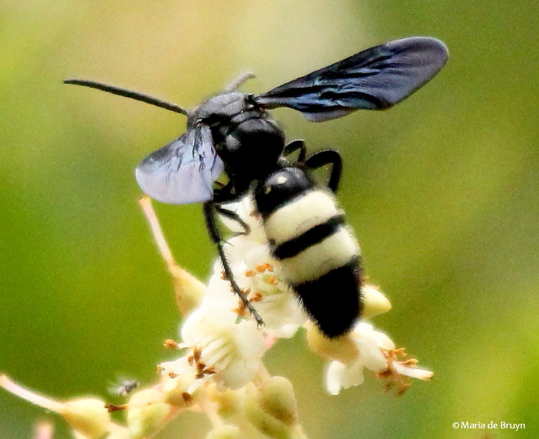 Double-banded Scoliid wasp