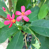 Peregrina, Rose-flowered Jatropha, Spicy Jatropha, Shanghai Beauty