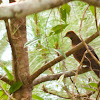 Little Cuckoo-Dove