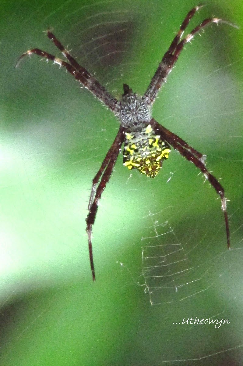 cross spider