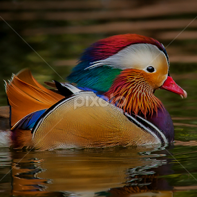 by Ken Bruce - Animals Birds