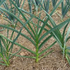 Garlic - unknown variety