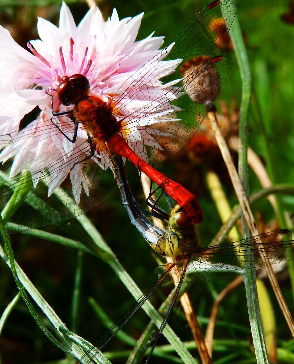 Darter dragonflies mating