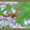 Artichoke Plume Moth