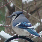 Blue Jay