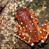 Cinnamon Tree frog Nyctixalus