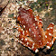 Cinnamon Tree frog Nyctixalus