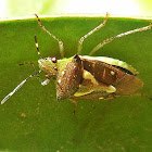 Ypsilon Stink Bug