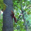 red squirrel or Eurasian red squirrel 