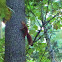 red squirrel or Eurasian red squirrel 