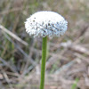 Pipewort or Bog Button