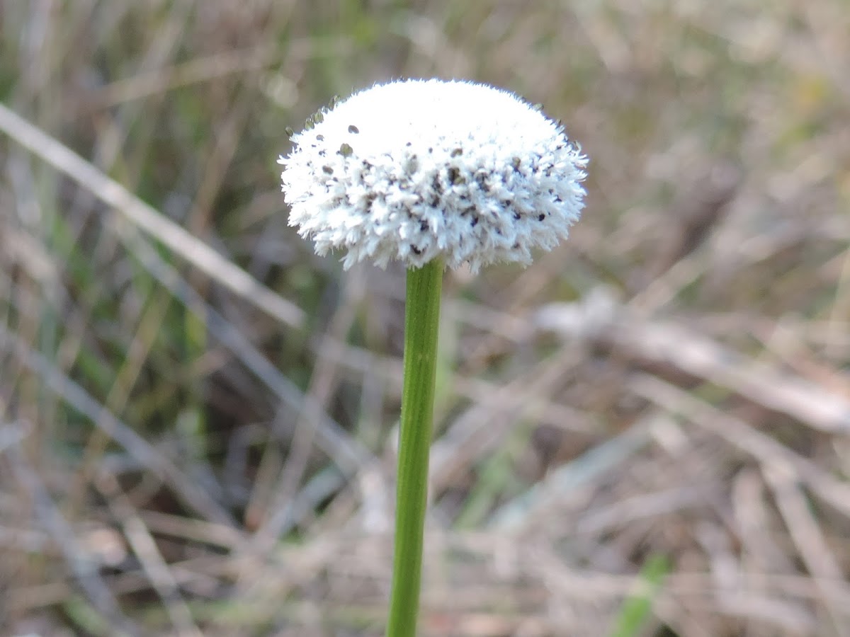 Pipewort or Bog Button
