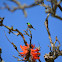 southern double-collared sunbird, lesser double-collared sunbird