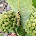 Monarch butterfly caterpillar