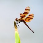 Halloween Pennant - Dragonfly (revised)