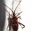 Western Conifer Seed Bug