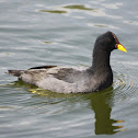 Tagua de Frente Roja / Red-fronted Coot