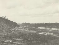 Terrein met gerooide bomen