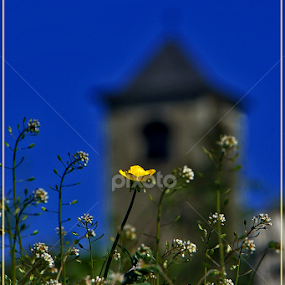 no title #1483 by Giorgio Passoni - Flowers Single Flower