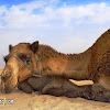 Dromedary (Arabian camel)