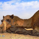 Dromedary (Arabian camel)