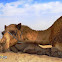 Dromedary (Arabian camel)
